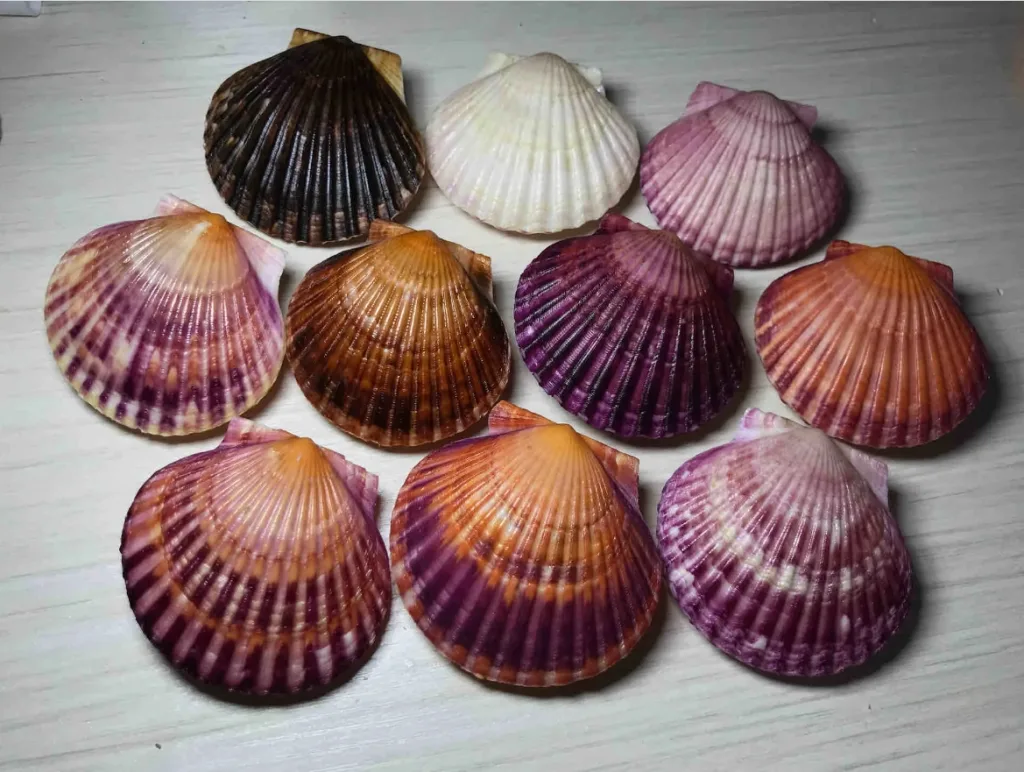 bay scallop shell