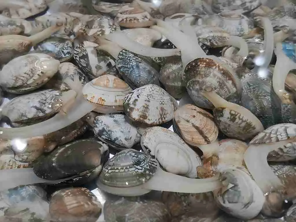 baby clams