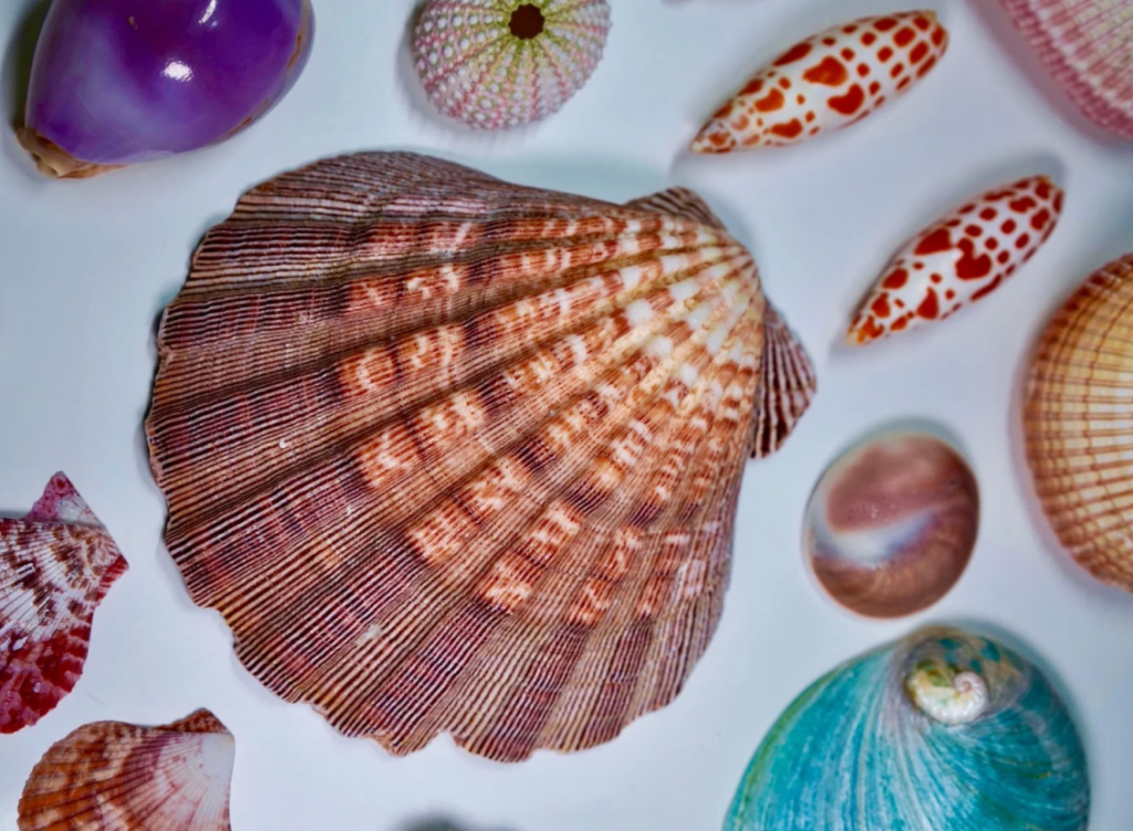 picture of a scallop shell