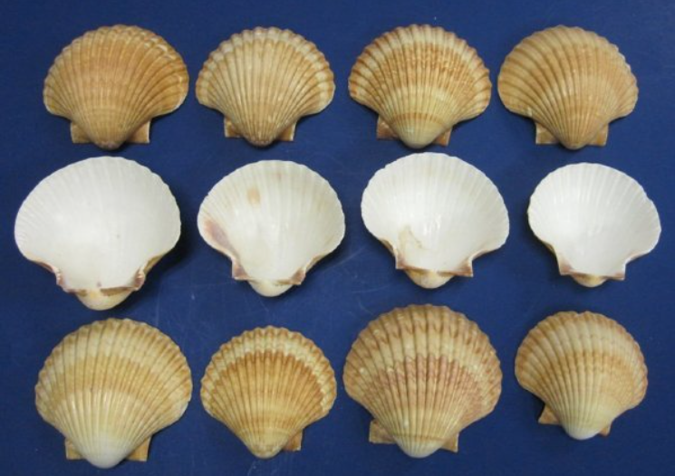 picture of a mexico deep scallop shell