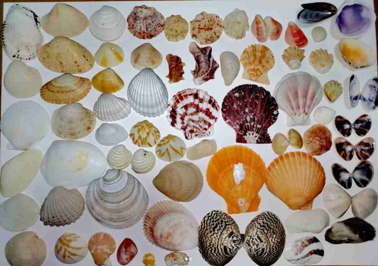 picture of a scallop shell
