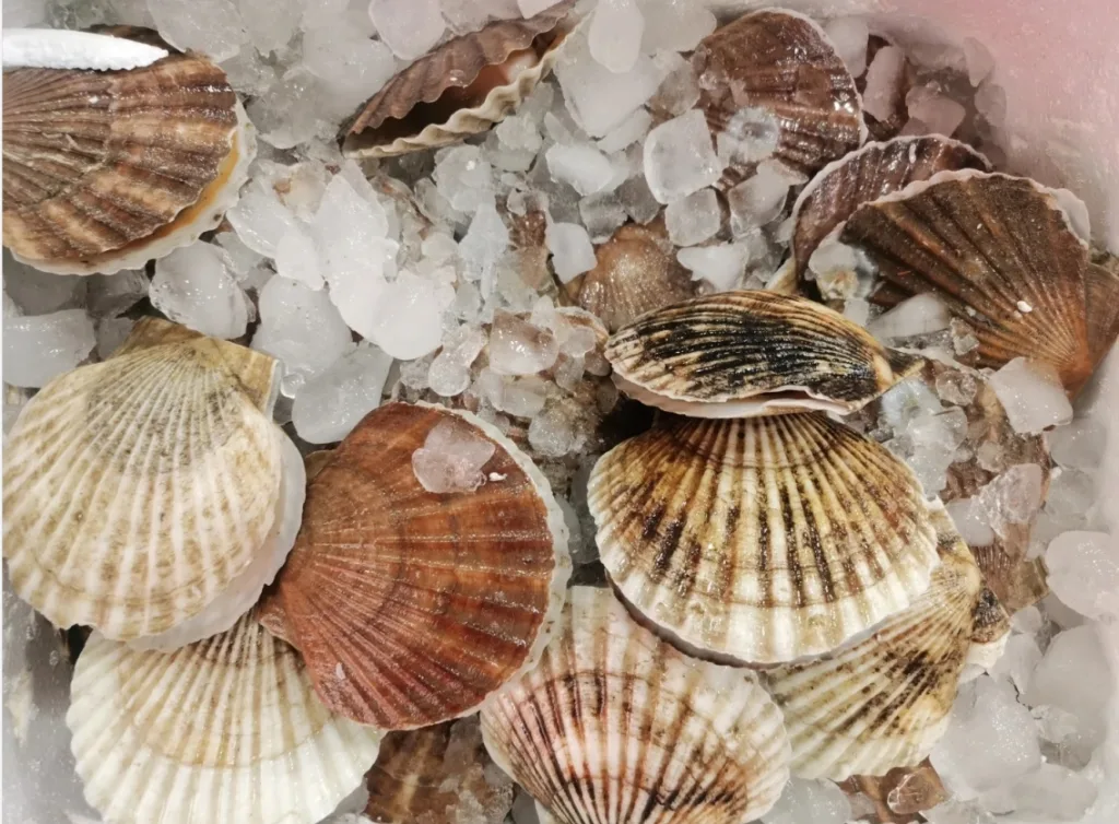 picture of a sea scallop shell