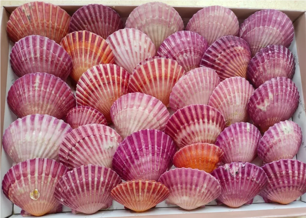 picture of a bay scallop shell