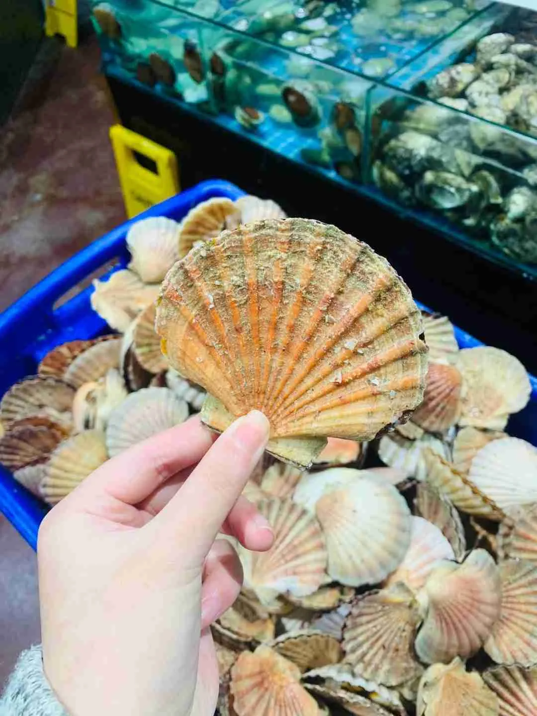 What are scallop seafood