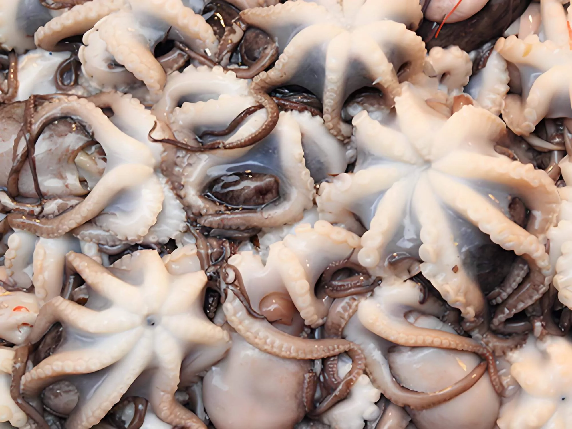 frozen octopus seafood import