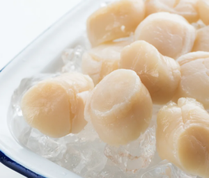 hokkaido scallops