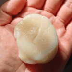 frozen scallop