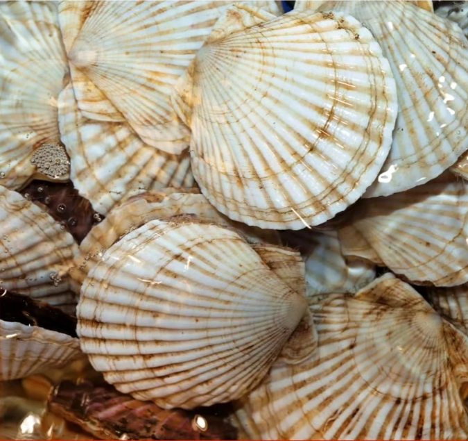 whole shell sea scallop