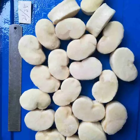 picture of pen shell scallop from haidongseafood