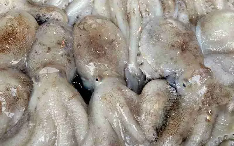 squid-haidongseafood-07